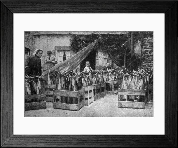 Framed Print : Scene with fish at Concarneau, Brittany, Northern France Framed Print : Scene with fish at Concarneau, Brittany, Northern France