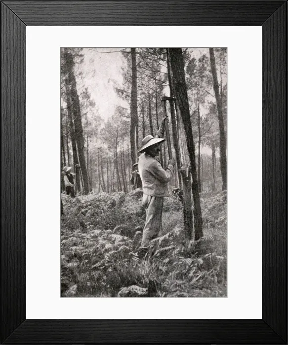 Framed Print : Man collecting resin from pine woods, Gironde, SW France Framed Print : Man collecting resin from pine woods, Gironde, SW France