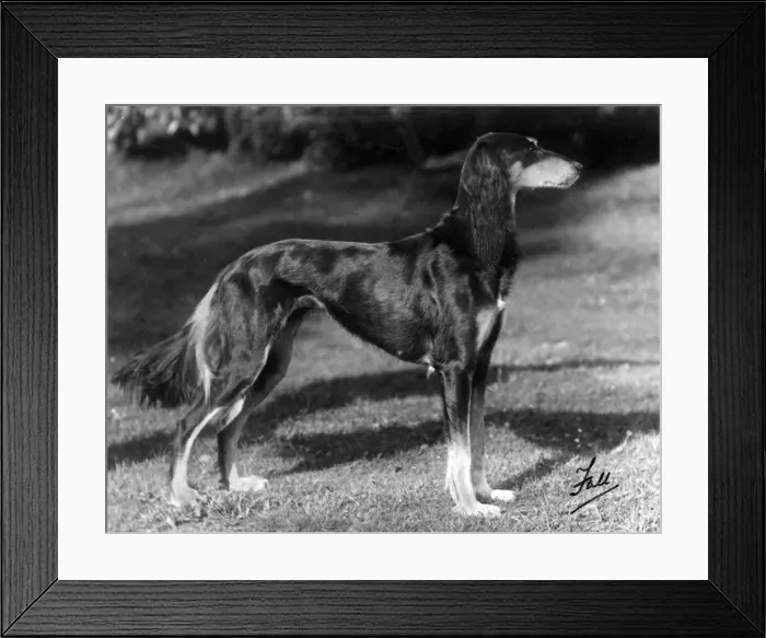 Framed Print : Saluki - Ch. Sarona Gemil Framed Print : Saluki - Ch. Sarona Gemil