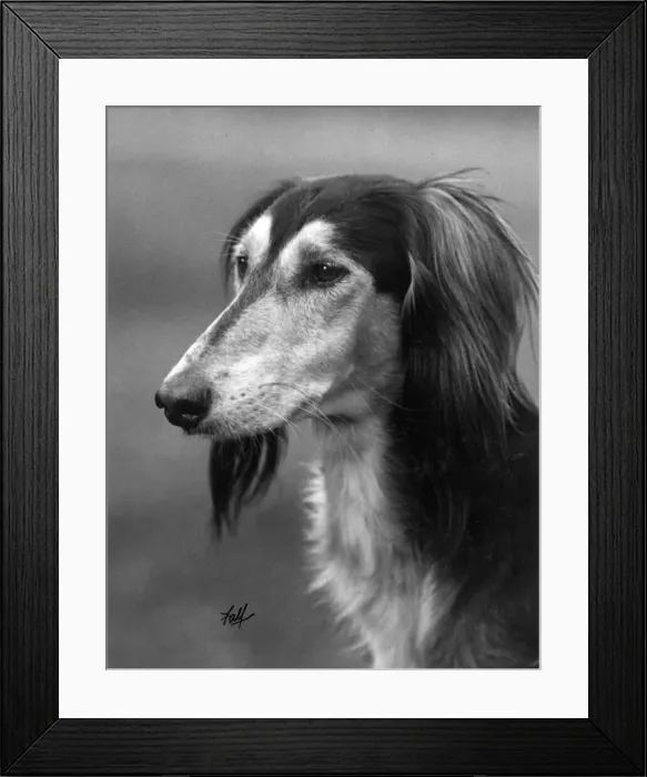 Framed Print : Ch Gulshere - Saluki Framed Print : Ch Gulshere - Saluki