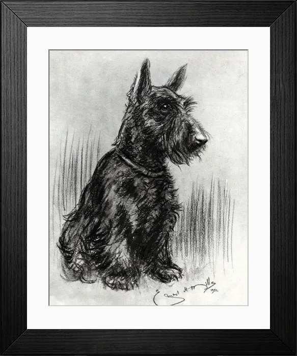 Framed Print : Dougal, Prince Henrys Scottish terrier Framed Print : Dougal, Prince Henrys Scottish terrier