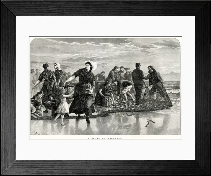 Framed Print : Shoal of mackerel 1873 Framed Print : Shoal of mackerel 1873