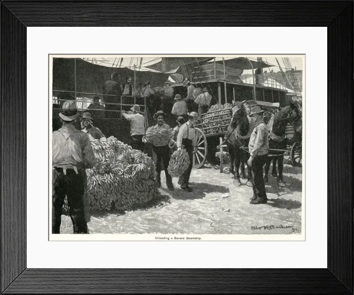 Framed Print : Unloading bananas from steamship 1891 Framed Print : Unloading bananas from steamship 1891