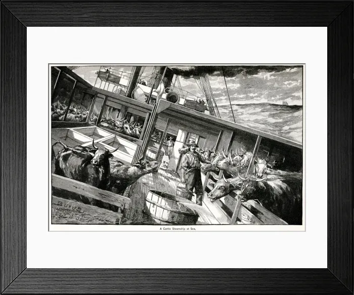 Framed Print : Cattle steamship at sea 1891 Framed Print : Cattle steamship at sea 1891