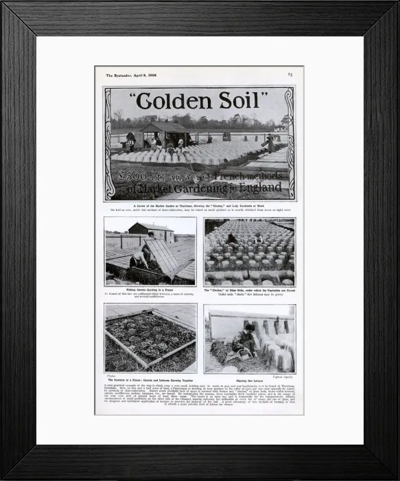 Framed Print : Golden Soil: French methods of Market Gardening for England Framed Print : Golden Soil: French methods of Market Gardening for England