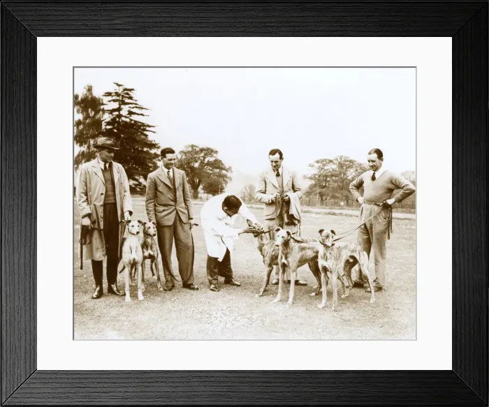 Framed Print : Greyhound Derby entries with vet, Northaw, Hertfordshire Framed Print : Greyhound Derby entries with vet, Northaw, Hertfordshire