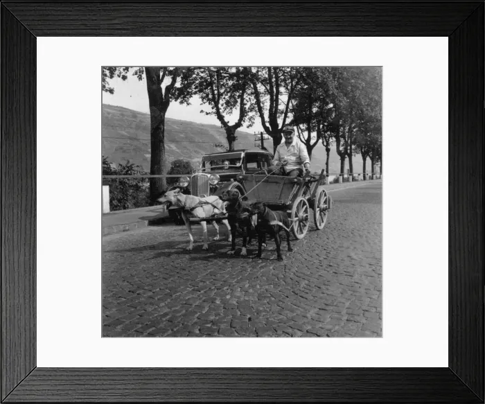 Framed Print : Man riding in a cart pulled along by three dogs, Germany Framed Print : Man riding in a cart pulled along by three dogs, Germany