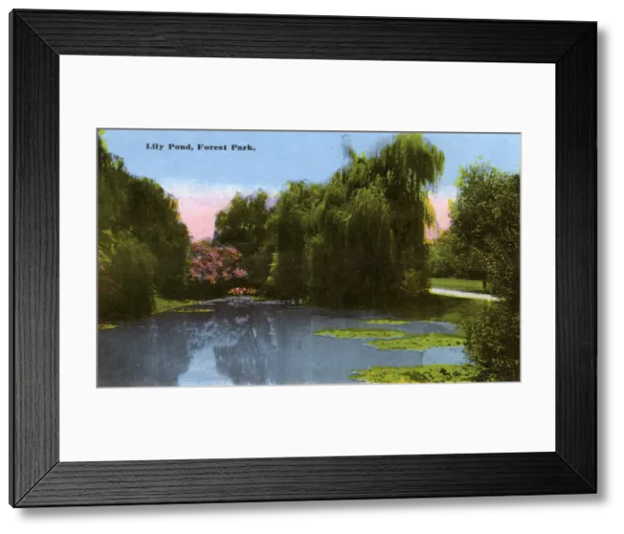 Framed Print : Lily Pond, Forest Park, Memphis, Tennessee, USA Framed Print : Lily Pond, Forest Park, Memphis, Tennessee, USA