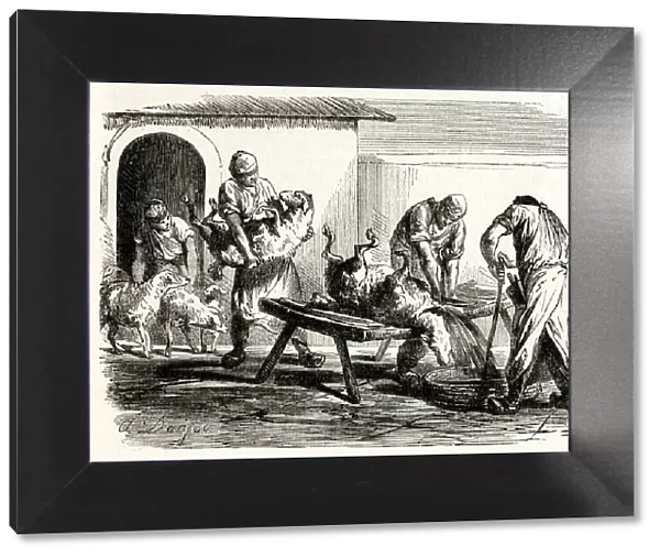 Jewish ritual slaughter 1861