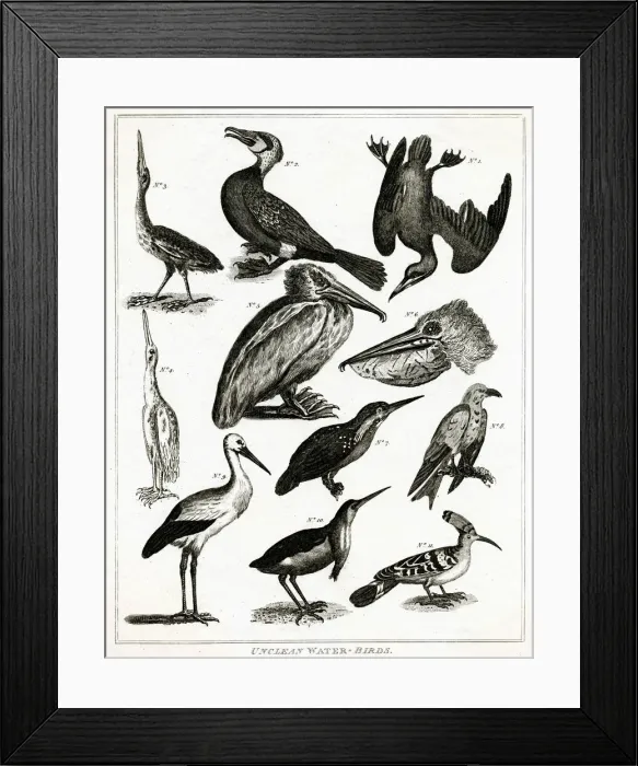 Framed Print : Unclean Water Birds - Judaism Framed Print : Unclean Water Birds - Judaism