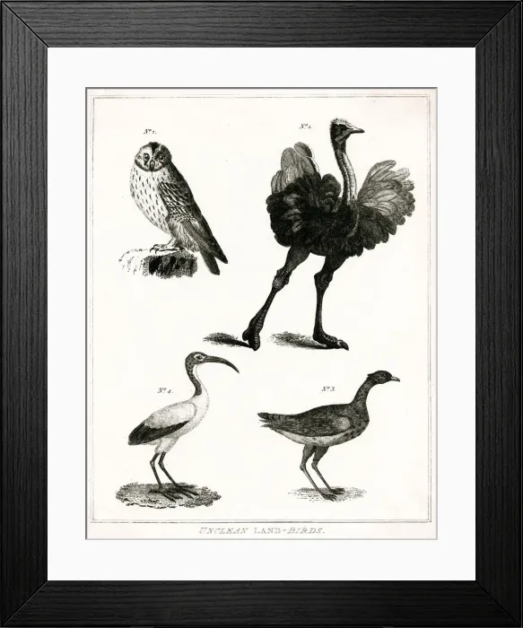 Framed Print : Unclean Land Birds- Judaism Framed Print : Unclean Land Birds- Judaism