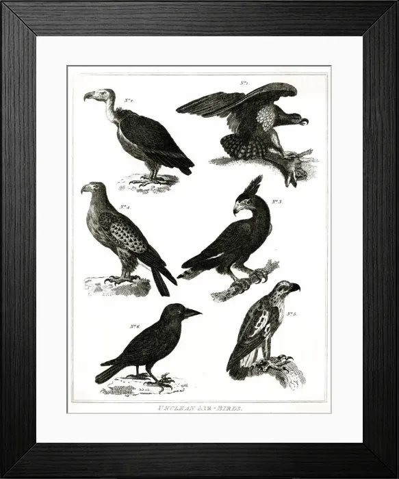 Framed Print : Unclean Air Birds - Judaism Framed Print : Unclean Air Birds - Judaism
