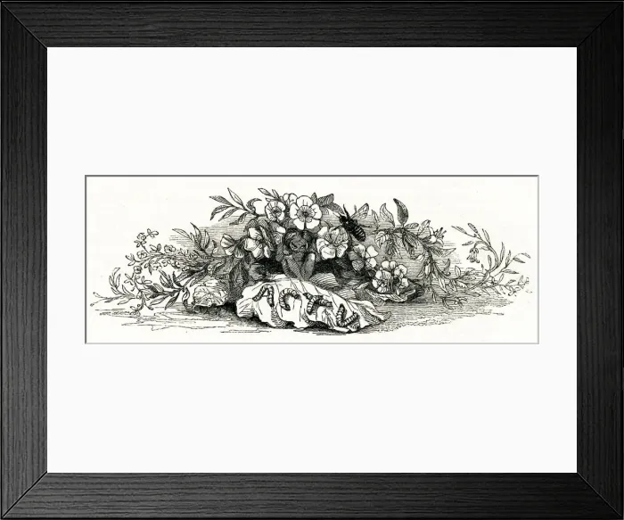 Framed Print : Illustration, The Tempest, by William Shakespeare Framed Print : Illustration, The Tempest, by William Shakespeare
