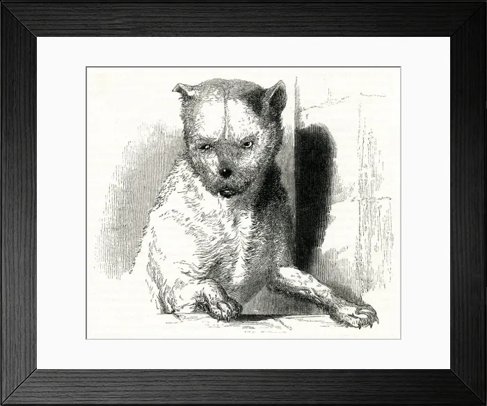 Framed Print : Illustration, Two Gentlemen of Verona, William Shakespeare Framed Print : Illustration, Two Gentlemen of Verona, William Shakespeare