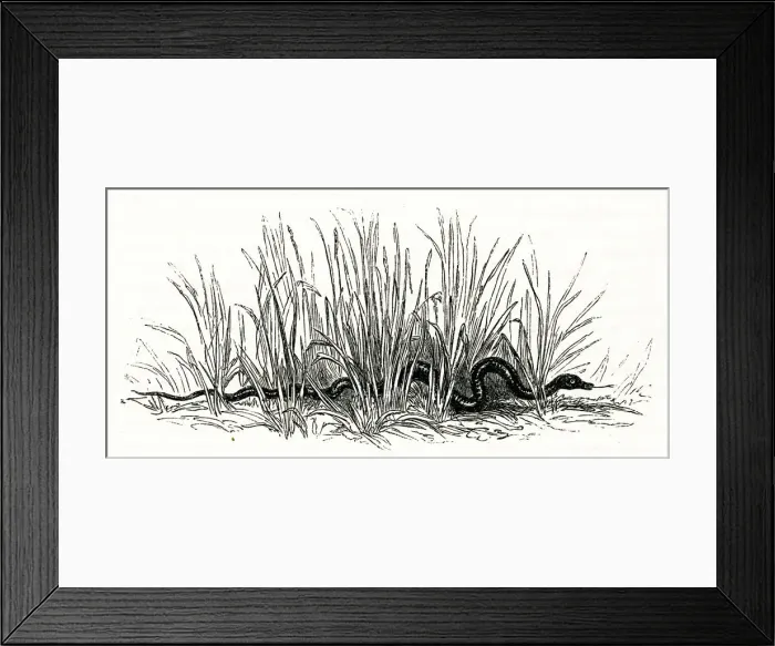 Framed Print : Illustration, Two Gentlemen of Verona, William Shakespeare Framed Print : Illustration, Two Gentlemen of Verona, William Shakespeare