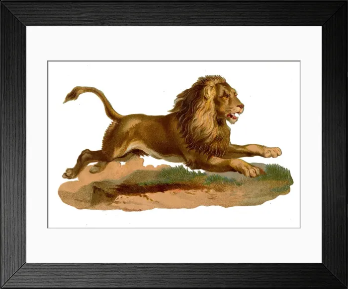 Framed Print : Victorian scrap, leaping lion Framed Print : Victorian scrap, leaping lion