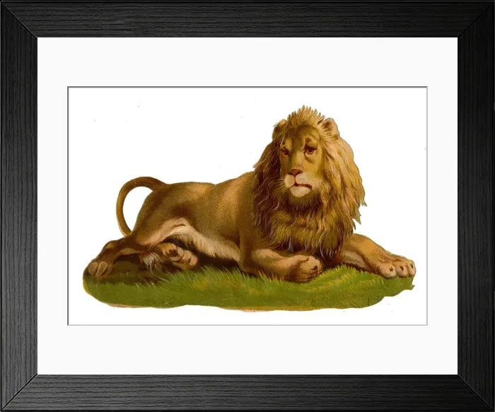Framed Print : Victorian scrap, resting lion