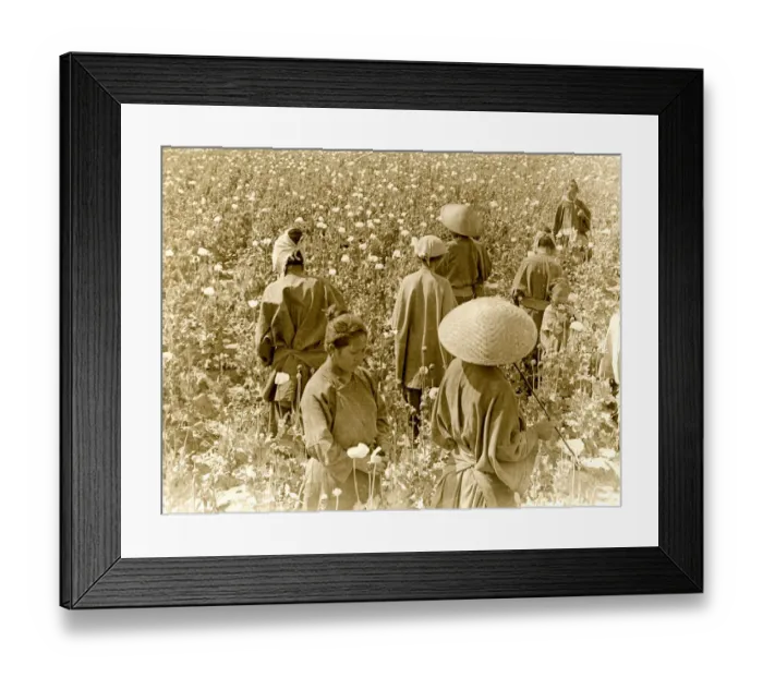 Framed Print : Chinese workers picking poppies for opium Framed Print : Chinese workers picking poppies for opium
