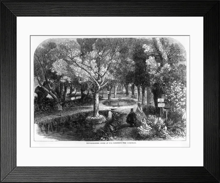 Framed Print : Experimenting Ponds at the Huningue Fish Nurseries Framed Print : Experimenting Ponds at the Huningue Fish Nurseries