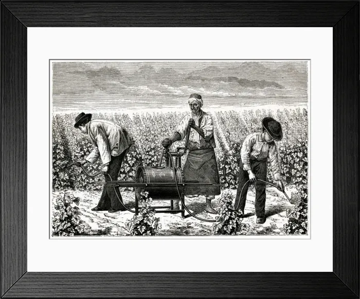 Framed Print : Using Riley spray on greenfly in a vineyard, Algeria 1885 Framed Print : Using Riley spray on greenfly in a vineyard, Algeria 1885