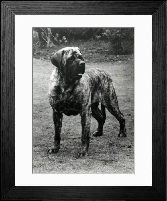 Framed Print : Mastiff - Forefoot Prince of Darkness Framed Print : Mastiff - Forefoot Prince of Darkness