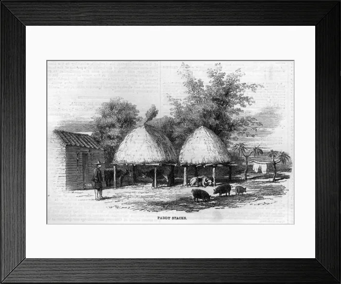 Framed Print : Travelling in China: Paddy Stacks Framed Print : Travelling in China: Paddy Stacks