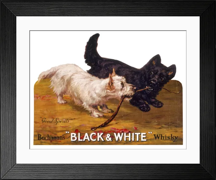 Framed Print : Black & White terriers, Buchanans Whisky Framed Print : Black & White terriers, Buchanans Whisky