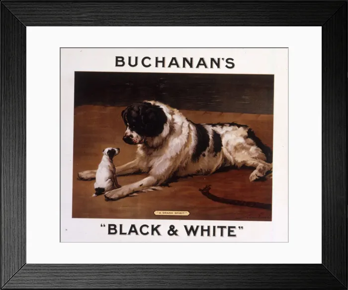 Framed Print : Saint Bernard dog with puppy, Buchanans Whisky Framed Print : Saint Bernard dog with puppy, Buchanans Whisky