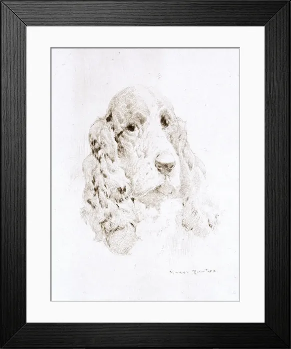 Framed Print : Head of a Spaniel by Harry Rountree Framed Print : Head of a Spaniel by Harry Rountree