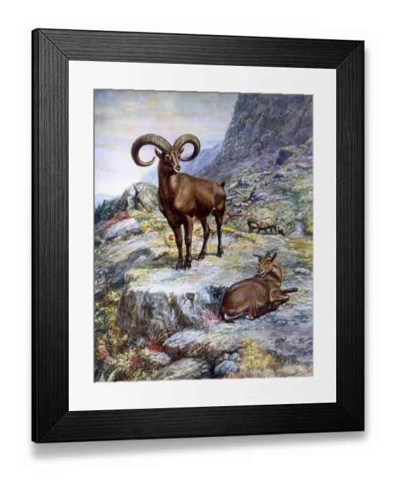 Framed Print : Mouflon ram and ewe, European wild sheep Framed Print : Mouflon ram and ewe, European wild sheep
