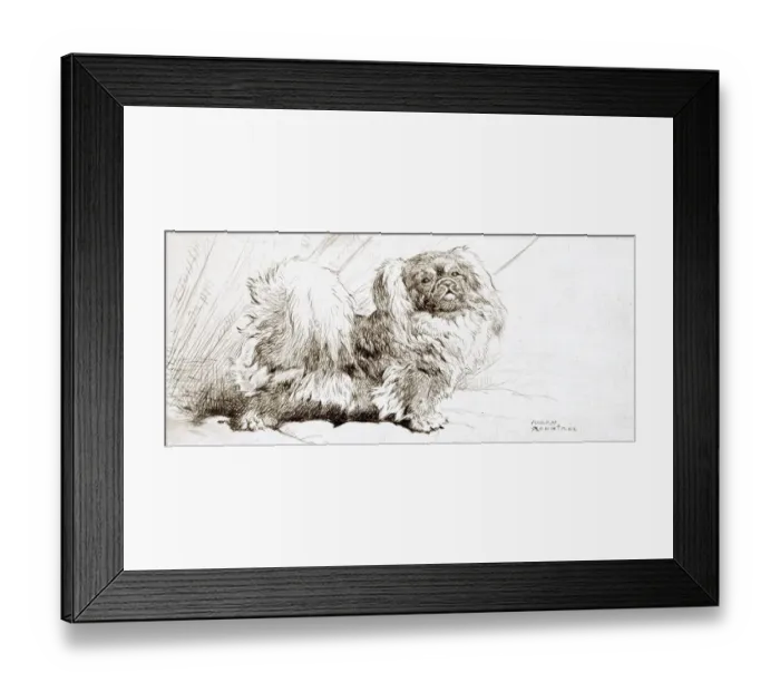 Framed Print : Pekingese dog by Harry Rountree Framed Print : Pekingese dog by Harry Rountree