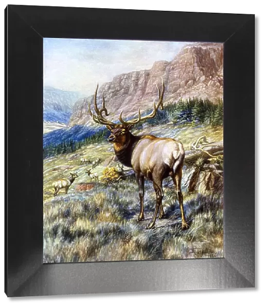 Red Deer Stag by E Caldwell