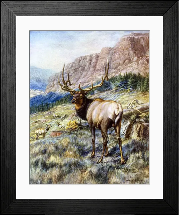Framed Print : Red Deer Stag by E Caldwell Framed Print : Red Deer Stag by E Caldwell