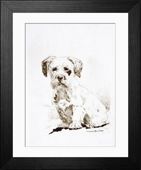 Framed Print : Sealyham terrier puppy by Harry Rountree Framed Print : Sealyham terrier puppy by Harry Rountree