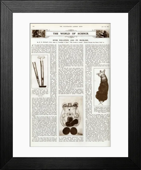 Framed Print : River pollution and its problems, ILN January 1932 Framed Print : River pollution and its problems, ILN January 1932