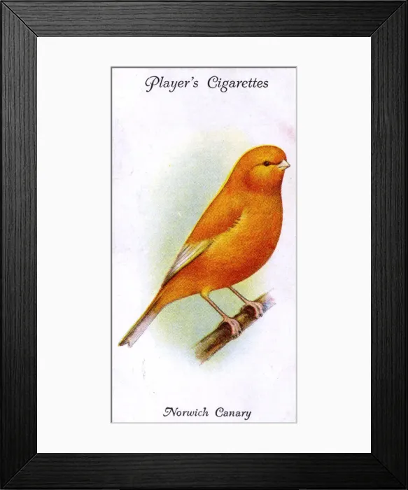 Framed Print : Norwich Canary (Plainhead) Framed Print : Norwich Canary (Plainhead)
