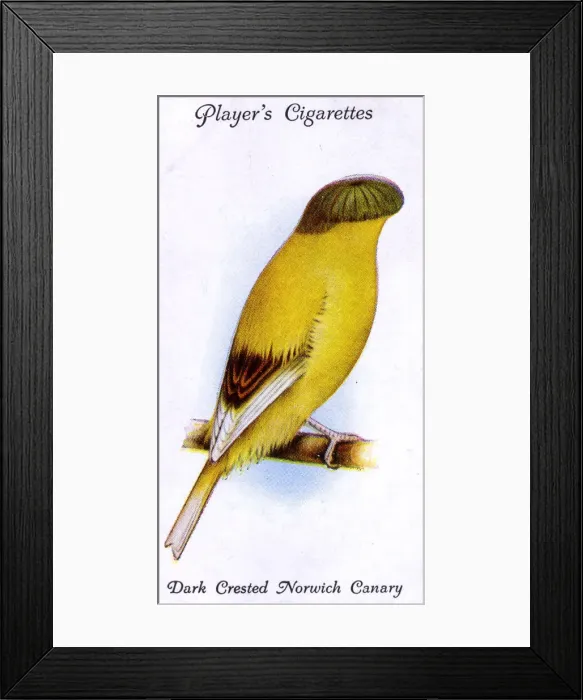 Framed Print : Dark Crested Norwich Canary Framed Print : Dark Crested Norwich Canary