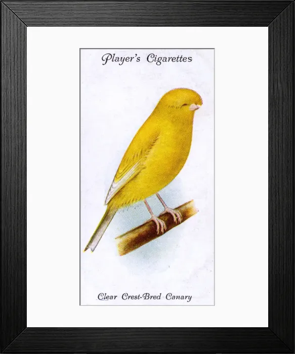Framed Print : Clear Crest-Bred Canary Framed Print : Clear Crest-Bred Canary