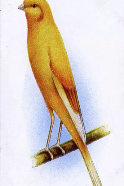 Yorkshire Canary