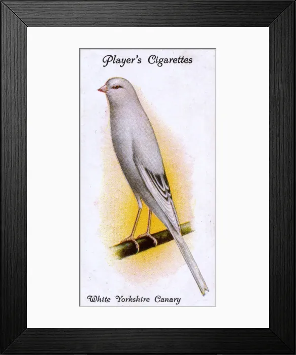 Framed Print : White Yorkshire Canary Framed Print : White Yorkshire Canary