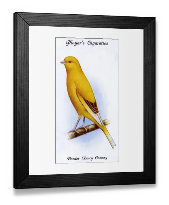 Framed Print : Border Fancy Canary Framed Print : Border Fancy Canary