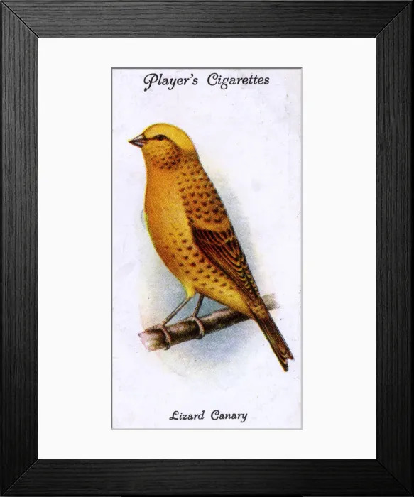 Framed Print : Lizard Canary Framed Print : Lizard Canary