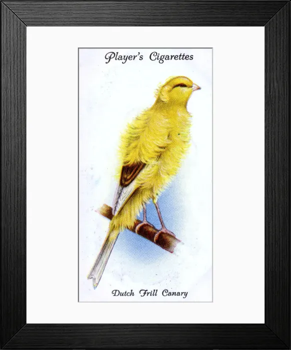 Framed Print : Dutch Frill Canary Framed Print : Dutch Frill Canary