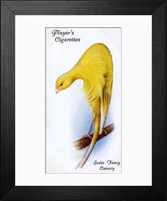 Framed Print : Scots Fancy Canary Framed Print : Scots Fancy Canary