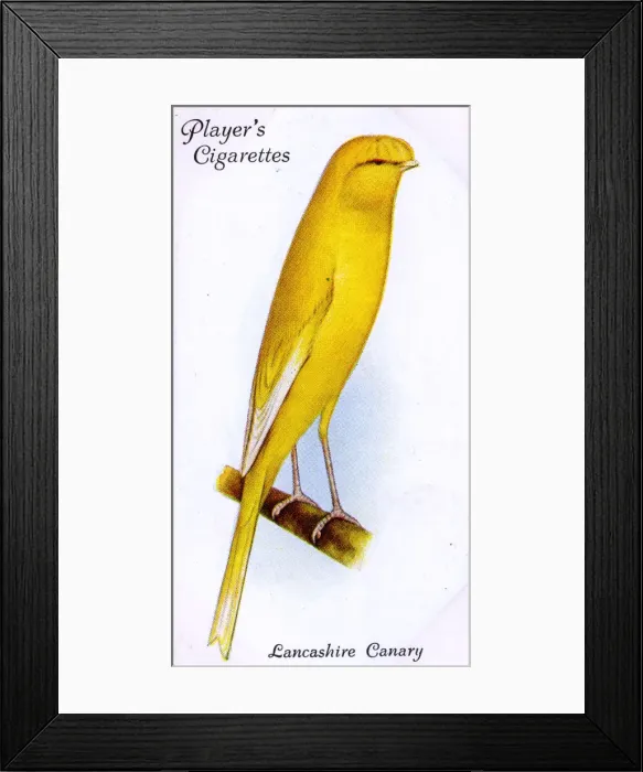 Framed Print : Lancashire Canary (Coppy) Framed Print : Lancashire Canary (Coppy)