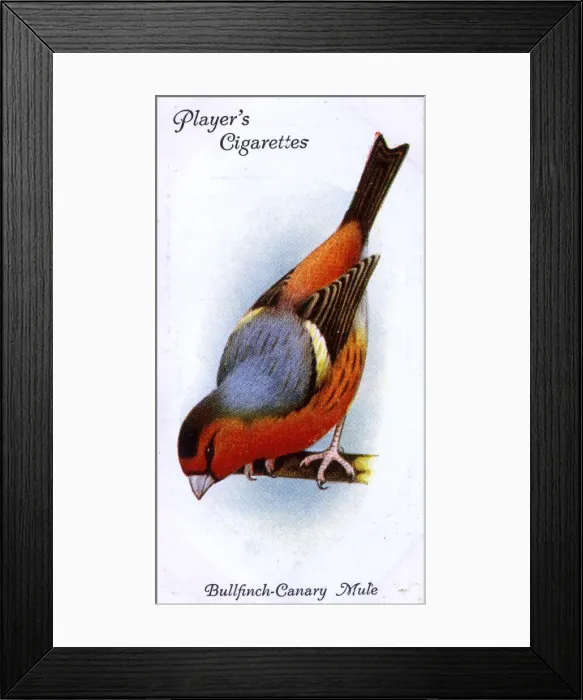 Framed Print : Bullfinch-Canary Mule Framed Print : Bullfinch-Canary Mule