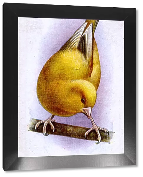 Greenfinch-Canary Mule