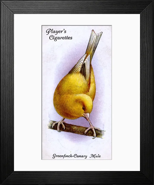 Framed Print : Greenfinch-Canary Mule Framed Print : Greenfinch-Canary Mule