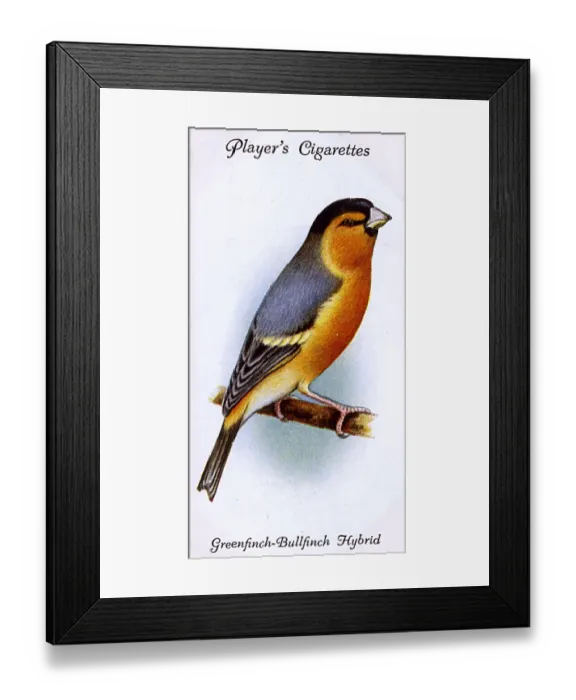 Framed Print : Greenfinch-Bullfinch Hybrid Framed Print : Greenfinch-Bullfinch Hybrid