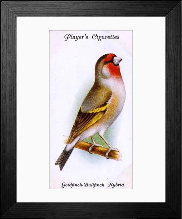Framed Print : Goldfinch-Bullfinch Hybrid Framed Print : Goldfinch-Bullfinch Hybrid